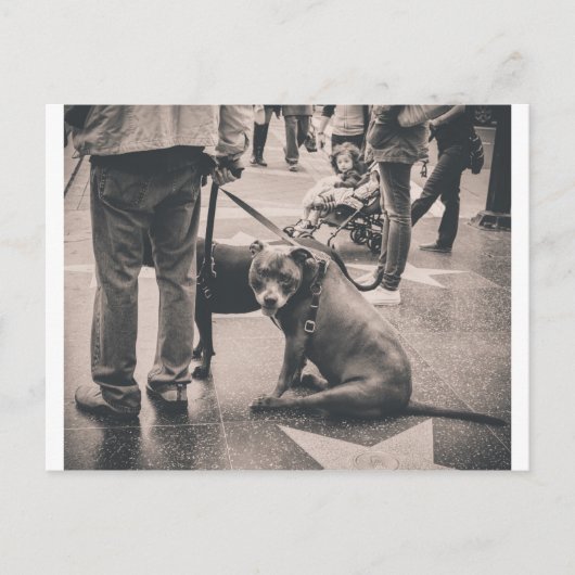 ハリウッドブルバード ポストカード (正面)