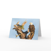 ハリエットおよび鳩