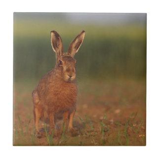 ハリエットのノウサギ タイル