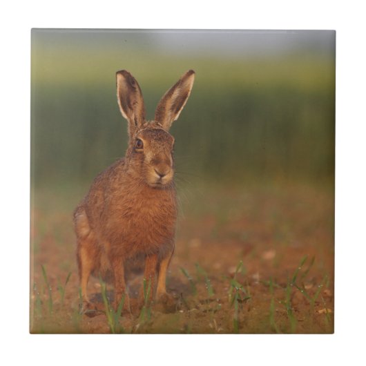 ハリエットのノウサギ タイル (正面)