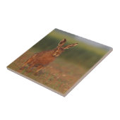 ハリエットのノウサギ タイル (側面)