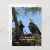 ハリエットイーグル家族の鳥フロリダポストカード ポストカード (正面/裏面)