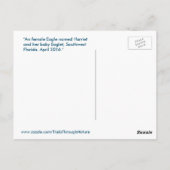 ハリエットイーグル家族の鳥フロリダポストカード ポストカード (裏面)