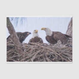 ハリエット、M及びE9ティッシュペーパー 薄葉紙