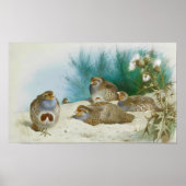 ハリエニシダとゴマとアザミ ポスター (正面)