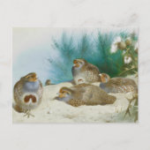 ハリエニシダとゴマとアザミ ポストカード (正面)