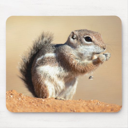ハリスのアンテロープリス (Ammospermophilus) マウスパッド (正面)