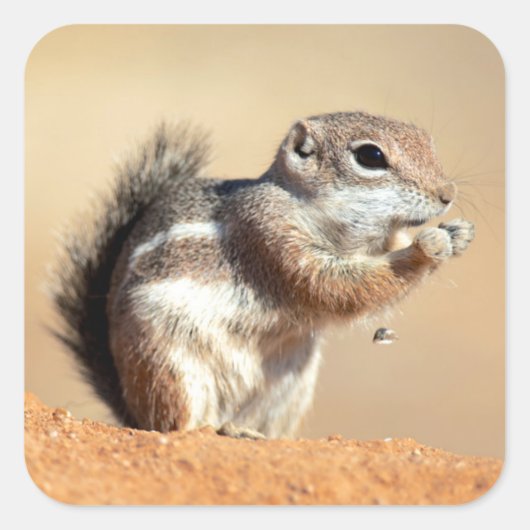 ハリスのオグロプレーリードッグ (Ammospermophilus) スクエアシール (正面)