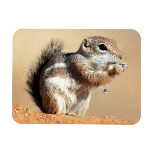 ハリスのオグロプレーリードッグ (Ammospermophilus) マグネット (横)