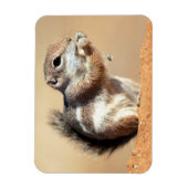 ハリスのオグロプレーリードッグ (Ammospermophilus) マグネット (縦)