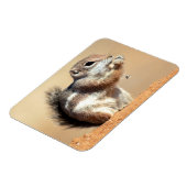 ハリスのオグロプレーリードッグ (Ammospermophilus) マグネット (左側)