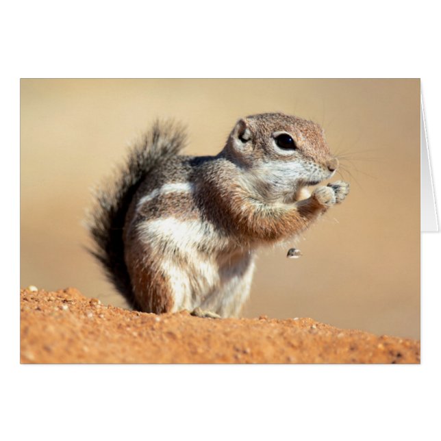 ハリスのオジロジリス (Ammospermophilus) (正面横)