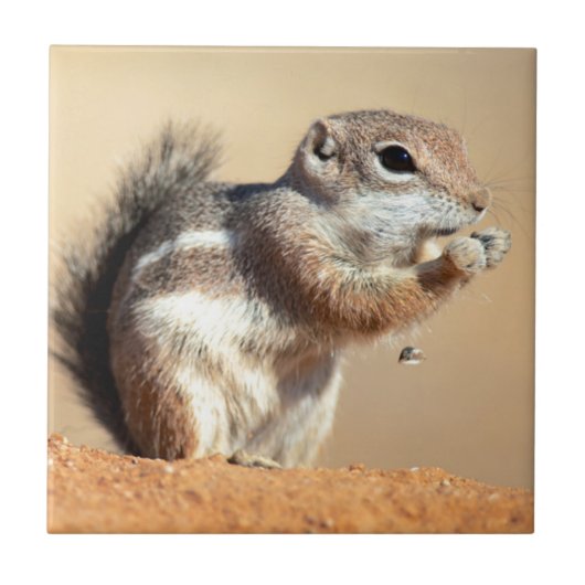 ハリスのオジロジリス (Ammospermophilus) タイル (正面)