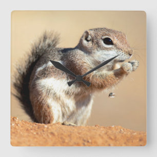ハリスのカモシカリス(Ammospermophilus) スクエア壁時計