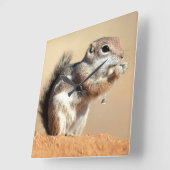 ハリスのカモシカリス(Ammospermophilus) スクエア壁時計 (傾斜)