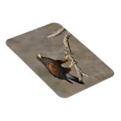 ハリスのタカによってとまられる猛禽 マグネット (右側)