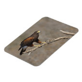 ハリスのタカによってとまられる猛禽 マグネット (左側)