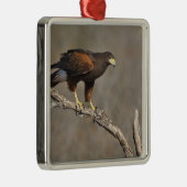 ハリスのタカによってとまられる猛禽 メタルオーナメント (右)