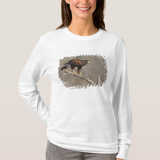 ハリスの鷹がとまる猛禽類 Tシャツ (正面)
