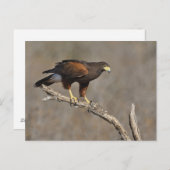 ハリスの鷹が猛火を放った ポストカード (正面/裏面)