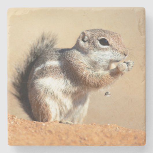 ハリスアンテロープリス(Ammospermophilus) ストーンコースター (正面)