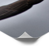 ハリスホーク ポスター (角)