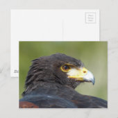 ハリスホーク ポストカード (正面/裏面)