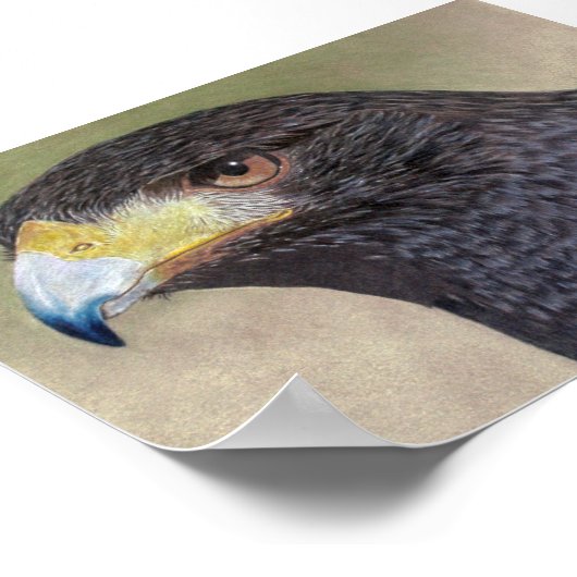 ハリスホーク – cp ポスター (角)