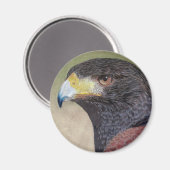 ハリスホーク – cp マグネット (正面/裏面)