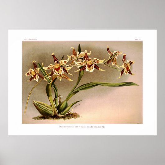 ハリス小舌 ポスター (正面)