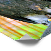 ハリス・ホーク・バード・オブ・プレイ ポスター (角)