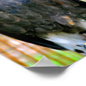 ハリス・ホーク・バード・オブ・プレイ ポスター (角)