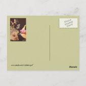 ハリネズミとカロライナのウォレン葉書 ポストカード (裏面)