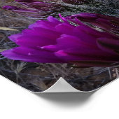 ハリネズミのサボテン紫の花アリゾナ南西部 ポスター (角)