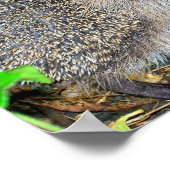 ハリネズミのポスター ポスター (角)