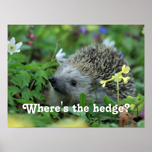 ハリネズミのユーモア ポスター (正面)