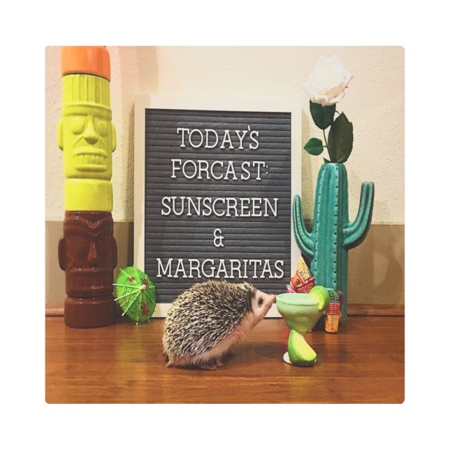 ハリネズミの日焼け止めとマルガリータ メタルプリント (正面)