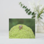 ハリネズミの#5 ポストカード (スタンド正面)