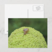 ハリネズミの#5 ポストカード (正面/裏面)