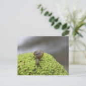 ハリネズミの#7 ポストカード (スタンド正面)