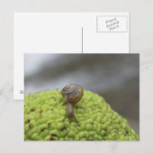 ハリネズミの#7 ポストカード (正面/裏面)