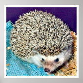 ハリネズミを食べる ポスター (正面)