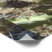 ハリネズミサボテン ポスター (角)