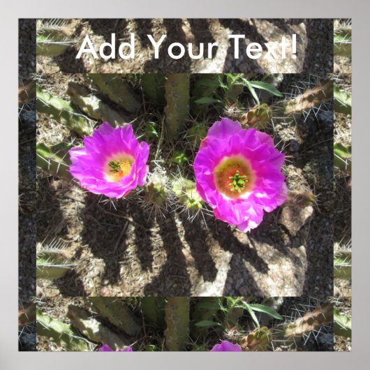 ハリネズミサボテン ポスター (正面)