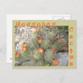 ハリネズミサボテン ポストカード (正面/裏面)