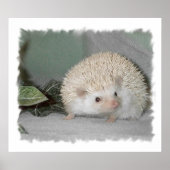 ハリネズミ山脈 ポスター (正面)