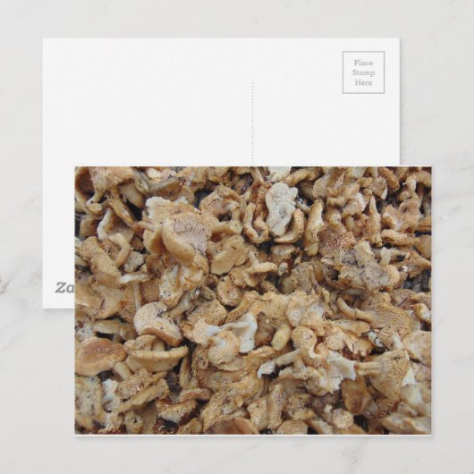 ハリネズミ ポストカード (正面/裏面)