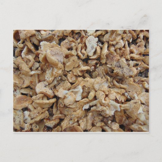 ハリネズミ ポストカード (正面)