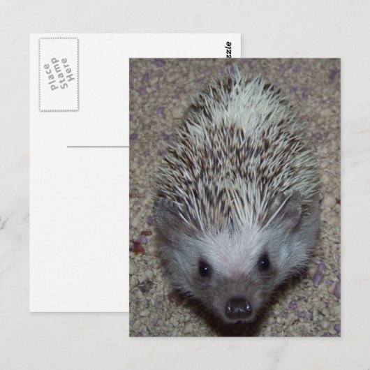 ハリネズミ ポストカード (正面/裏面)