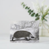 「ハリネズミ」 ポストカード (スタンド正面)